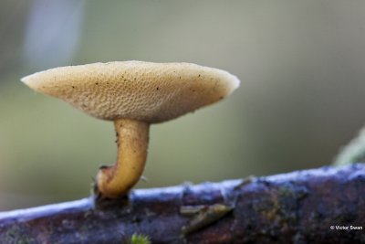 Winterhoutzwam Polyporus brumalis.jpg