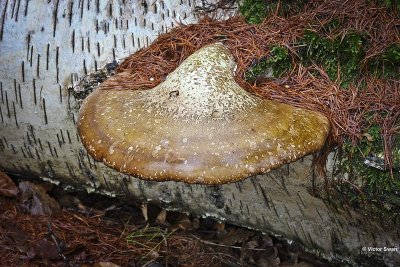 Berkenzwam  Piptoporus betulinus .jpg