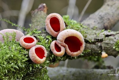 Krulhaarkelkzwam Sarcoscypha austriaca.jpg