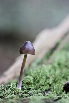 Fraaisteelmycena  Mycena inclinata.jpg