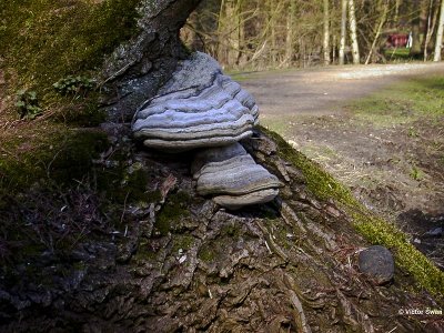 Echte tonderzwam Fomes fomentarius.jpg