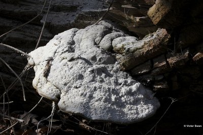 Echte tonderzwam Fomes fomentarius met Sporee.jpg