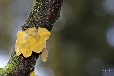 Gele Trilzwam Tremella mesenterica .jpg