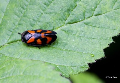 Bloedcicade Cercopis vulnerata.jpg