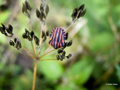 Pyjamawants - Graphosoma italicum.jpg