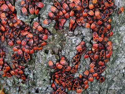 Vuurwants Pyrrhocoris apterus.jpg