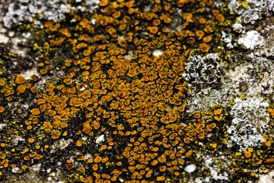 Kerkcitroenkorst Caloplaca ruderum.jpg