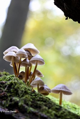 Fraaisteelmycena  Mycena inclinatajpg