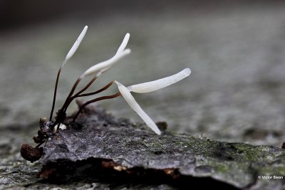 Roodvoetknotsje   Typhula erythropus .jpg