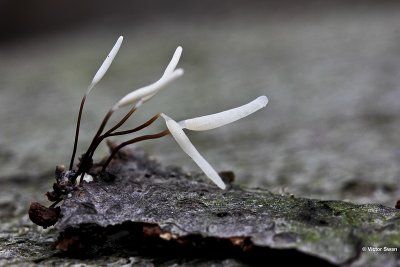 Roodvoetknotsje Typhula erythropus .jpg