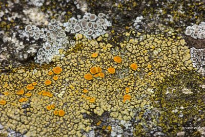 Muurzonnetje Caloplaca holocarpa.jpg