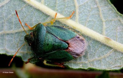 Schildwants Piezodorus lituratus.jpg