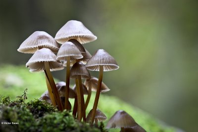 Fraaisteelmycena Mycena inclinata.jpg