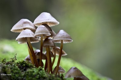 Fraaisteelmycena  Mycena inclinata.jpg