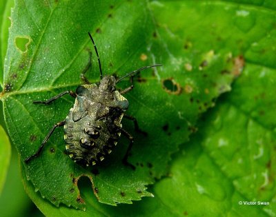 boswants Pentatoma Rufides (Nimf) .jpg