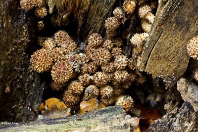Schubbige bundelzwam Pholiota squarrosa .jpg
