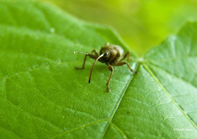 Eikelboorder Curculio glandium .jpg