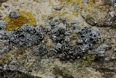 Arthonia lecanorina a parasite on lichen.jpg