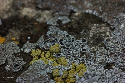 Arthonia lecanorina a parasite on lichen.jpg