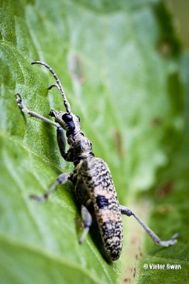 Geelzwarte Ribbelboktor Rhagium mordax .jpg