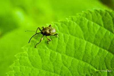 Eikelboorder Curculio glandium .jpg