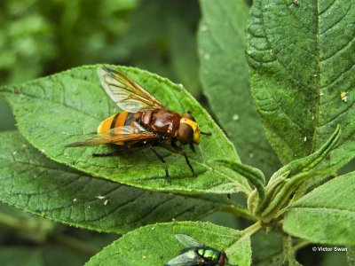 Stadsreus Volucella zonaria .jpg