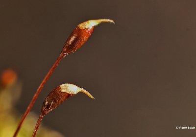 Gewoon Dikkopmos Brachythecium rutabulum kapsels met huikjes.JPG