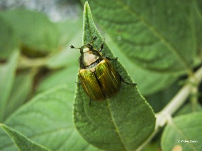 Junikever Amphimallon solstitiale.jpg