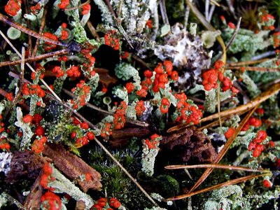 Rode Heidelucifer Cladonia floerkeana .jpg