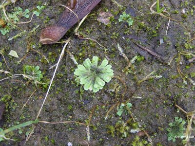 Klein landvorkje Riccia sorocarpa.JPG