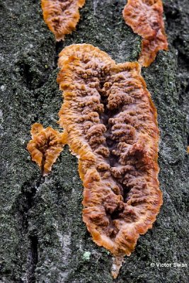 Oranje aderzwam Phlebia radiata.jpg