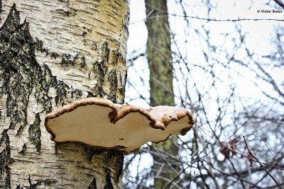 Berkenzwam Piptoporus betulinus.jpg