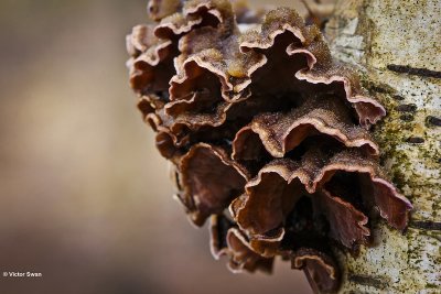 Paarse korstzwam Chondrostereum purpureum .jpg