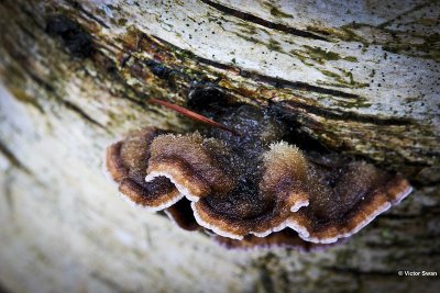Paarse korstzwam Chondrostereum purpureum.jpg