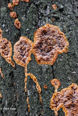 Oranje aderzwam Phlebia radiata.jpg