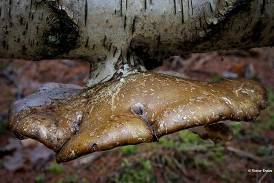 Berkenzwam  Piptoporus betulinus.jpg