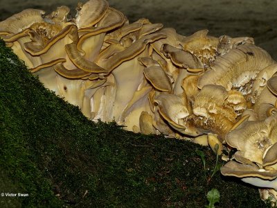 Reuzenzwam Meripilus giganteus 2.jpg