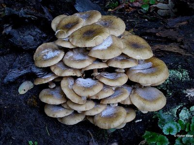 Echte Honingzwam Armillaria mellea.jpg