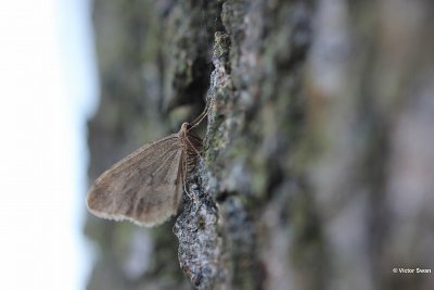 Kleine wintervlinder Operophtera brumata.JPG