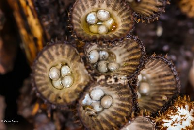 Gestreept nestzwammetje Cyathus striatus.jpg