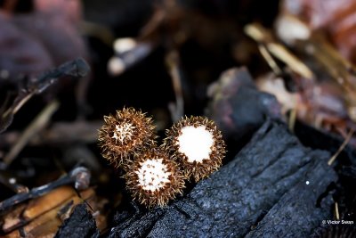 Gestreept nestzwammetje Cyathus striatus.jpg