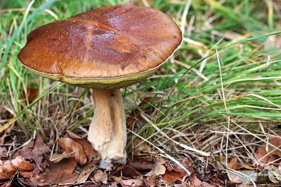 Eekhoorntjesbrood Boletus eduliskopie.jpg