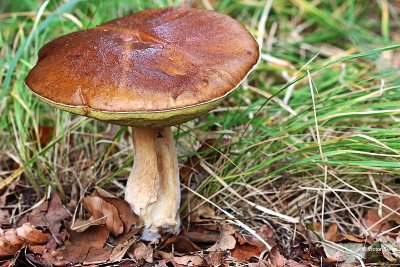 Eekhoorntjesbrood  Boletus eduliskopie.jpg