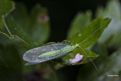 Groene gaasvlieg Chrysoperla carnea.jpg