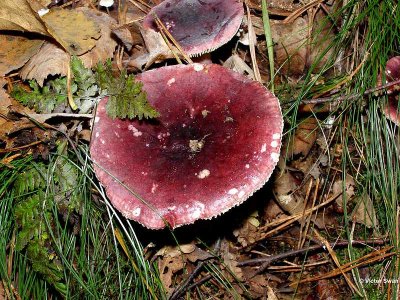 Duivelsbrood russula Russula drimeia.jpg