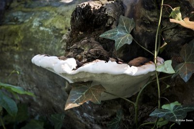 Dikrandtonderzwam Ganoderma adspersum .jpg
