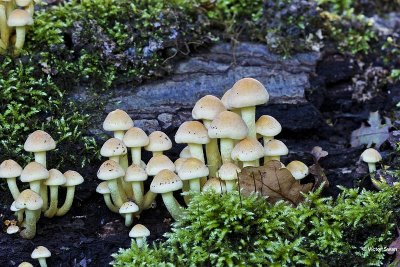 Gewone zwavelkop Hypholoma fasciculare.jpg