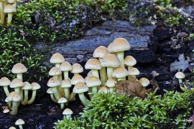 Gewone zwavelkop  Hypholoma fasciculare.jpg