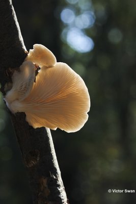 Gewone oesterzwam  Pleurotus ostreatus.jpg