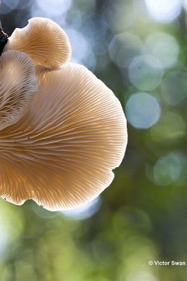 Gewone oesterzwam  Pleurotus ostreatus.jpg